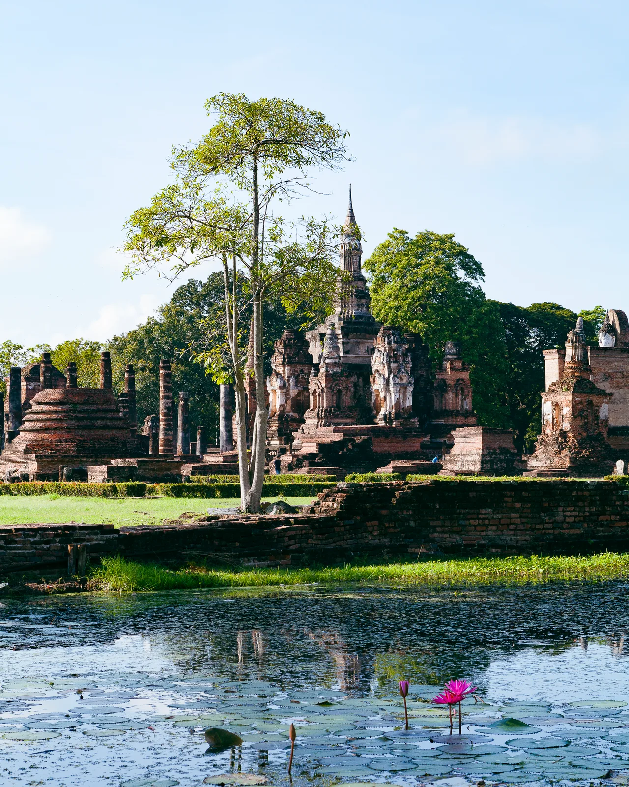 Ruines de temple en briques avec stûpas et colonnes derrière un muret, un grand arbre au premier plan, un bassin couvert de nénuphars et deux fleurs roses sous un ciel bleu.