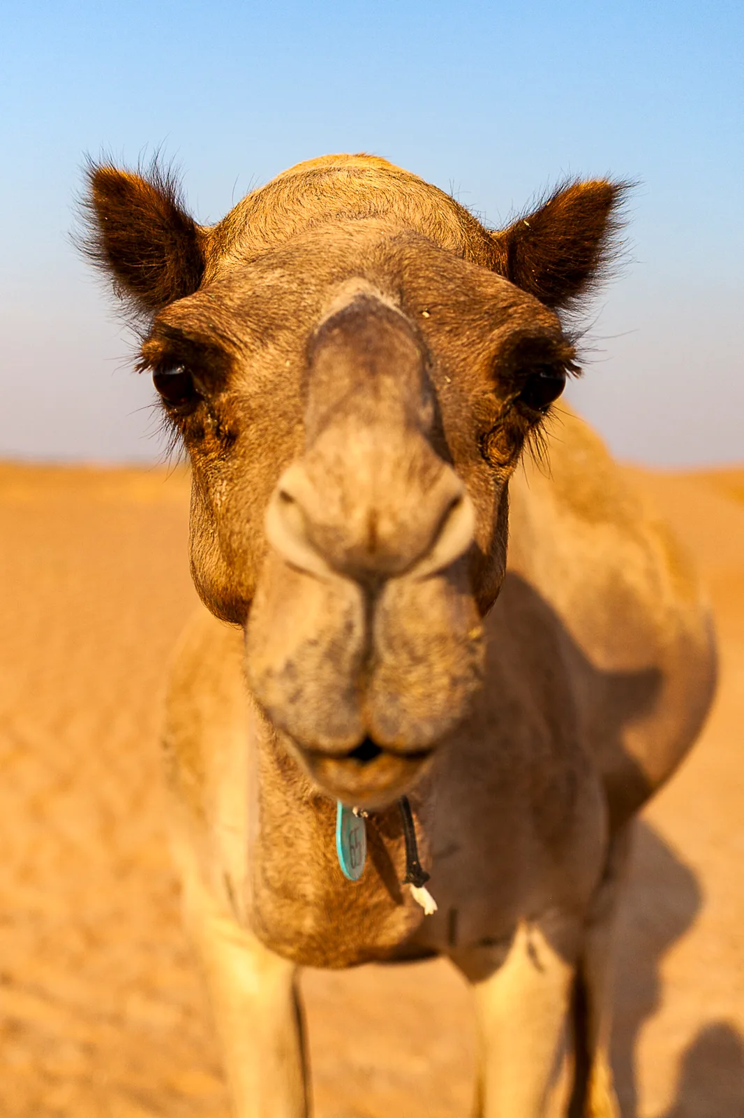 Portrait de face en gros plan d'un dromadaire dans le désert, museau au premier plan, oreilles dressées, une languette turquoise numérotée sous la mâchoire, sable orangé et ciel bleu en arrière-plan flou.